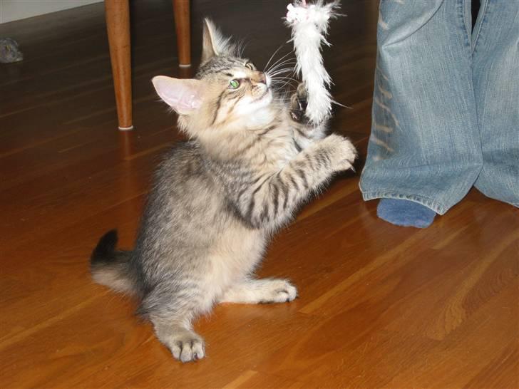 Norsk Skovkat Findus <3 - Findus leger . billede 1