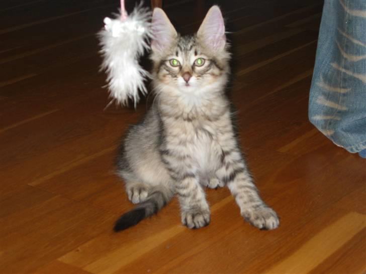 Norsk Skovkat Findus <3 - Den er lige foran mig . billede 2