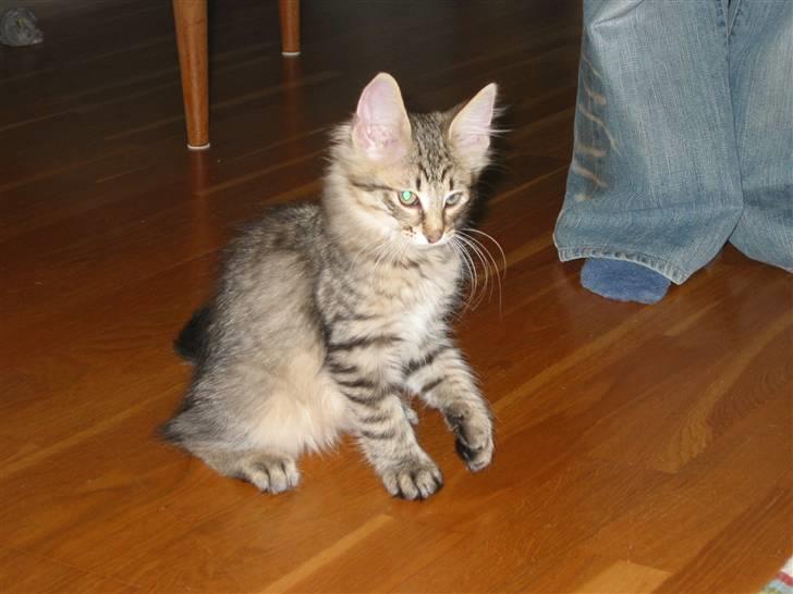 Norsk Skovkat Findus <3 - <3 billede 3