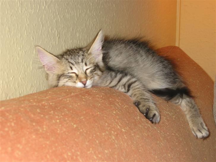 Norsk Skovkat Findus <3 - Ahh, slapper lige af i sofaen . billede 4