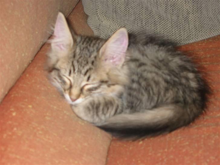 Norsk Skovkat Findus <3 - Lille bitte Findus . billede 5