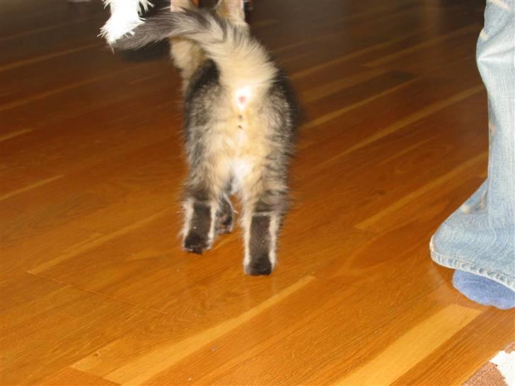 Norsk Skovkat Findus <3 - Når enden er god, er alt ting godt (: billede 6