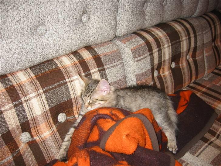 Norsk Skovkat Findus <3 - Hjemme hos farmor og farfar . billede 7