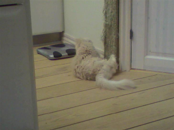 Perser Molly,<3 R.I.P. :'/ billede 8