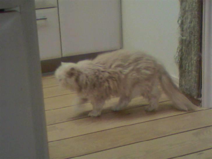 Perser Molly,<3 R.I.P. :'/ billede 9