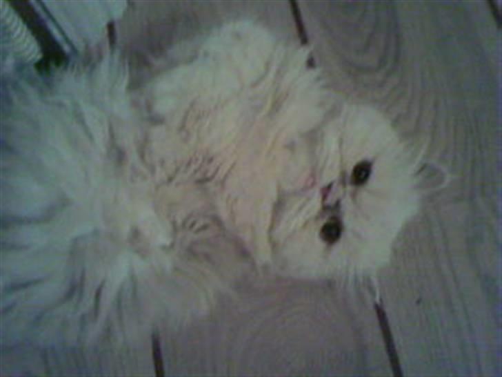 Perser Molly,<3 R.I.P. :'/ - Syndes slev hun har nogle mega nuttet øjne der,. :D billede 10