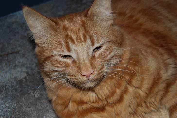 Norsk Skovkat Pelle R.I.P MY LOVE<3 - Er han ikke sød billede 1