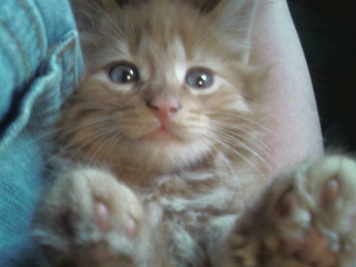 Norsk Skovkat Pelle R.I.P MY LOVE<3 - se hans øjne billede 2