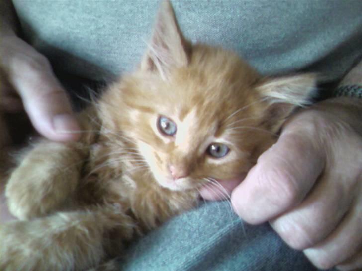 Norsk Skovkat Pelle R.I.P MY LOVE<3 billede 3