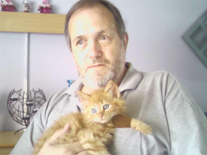 Norsk Skovkat Pelle R.I.P MY LOVE<3 billede 5