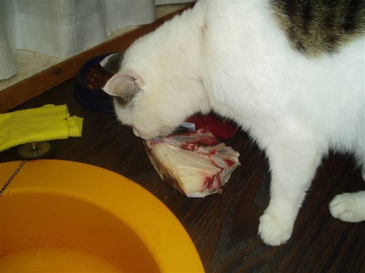 Blanding af racer Herkules - Ha Ha denne gang var det mig og ikke hundene der fik et kødben.. billede 1