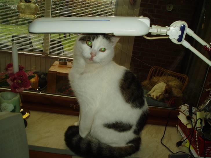 Blanding af racer Herkules - Elsker at sidde her og drille mor,når hun sidder ved computeren.. billede 2