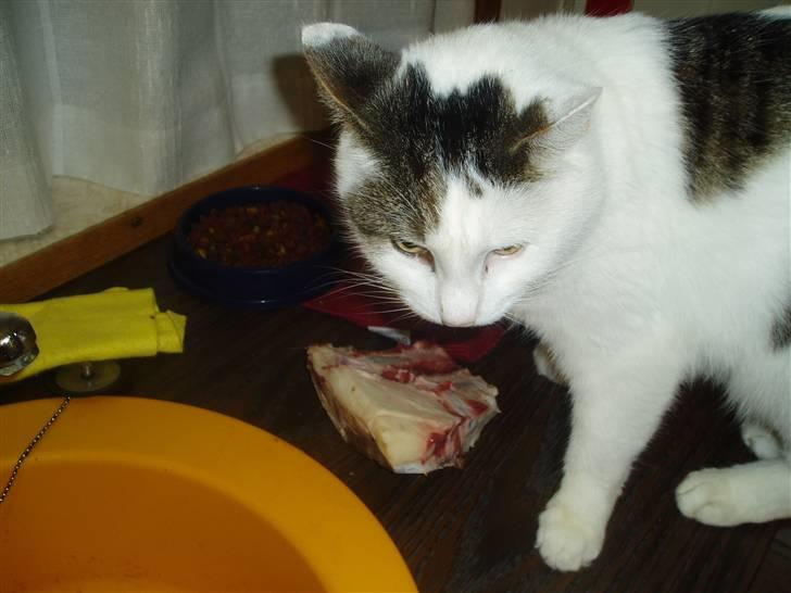 Blanding af racer Herkules - Ja i kan ikk se det,men der står to hunde og kigger misundeligt på mig... billede 3