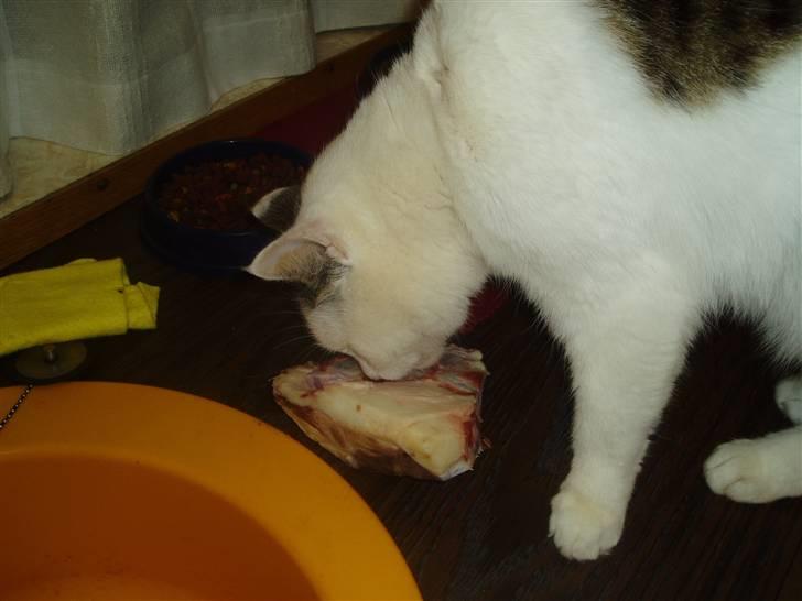 Blanding af racer Herkules - Mums det er bare kanon det her.. Og jeg deler ikk.. billede 4