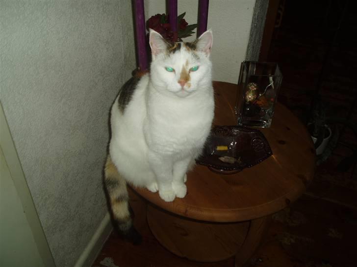 Blanding af racer Hvide mis - Se mig lige hva`.. billede 3