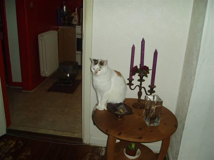 Blanding af racer Hvide mis - Gider snart ikk fotograferes mere.. billede 4