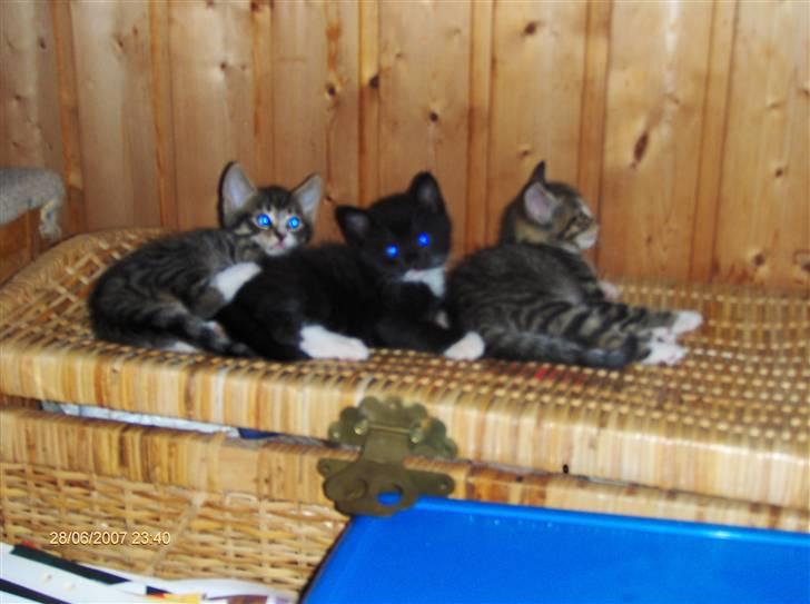 Blanding af racer Gigi's Killinger - de tre musketerer d; billede 1