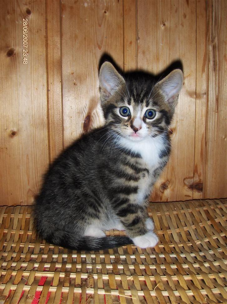 Blanding af racer Gigi's Killinger - Den frække han billede 2