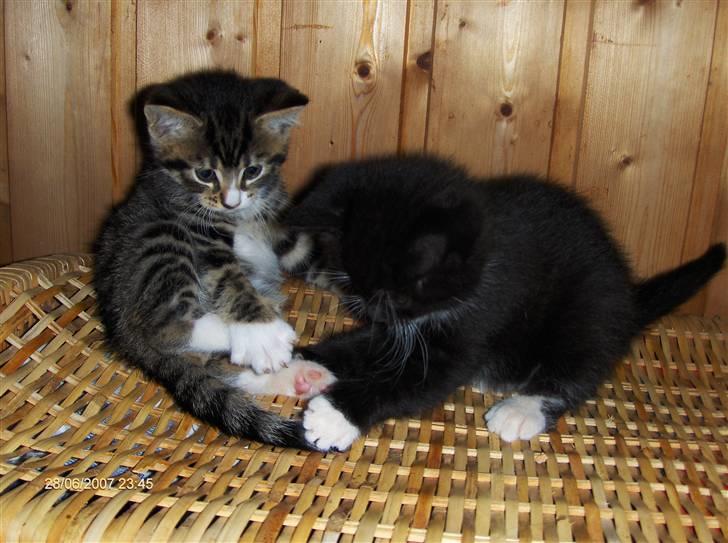 Blanding af racer Gigi's Killinger - de to brødre (: billede 3