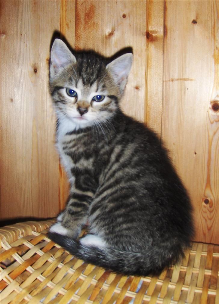 Blanding af racer Gigi's Killinger - Hunnen (: billede 4