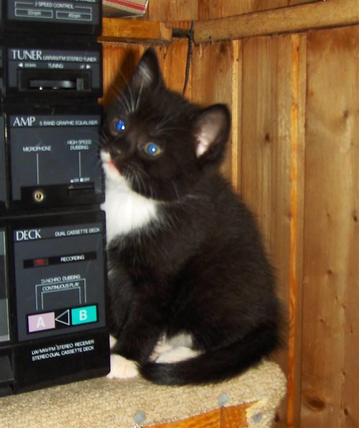 Blanding af racer Gigi's Killinger - sorte (: billede 5