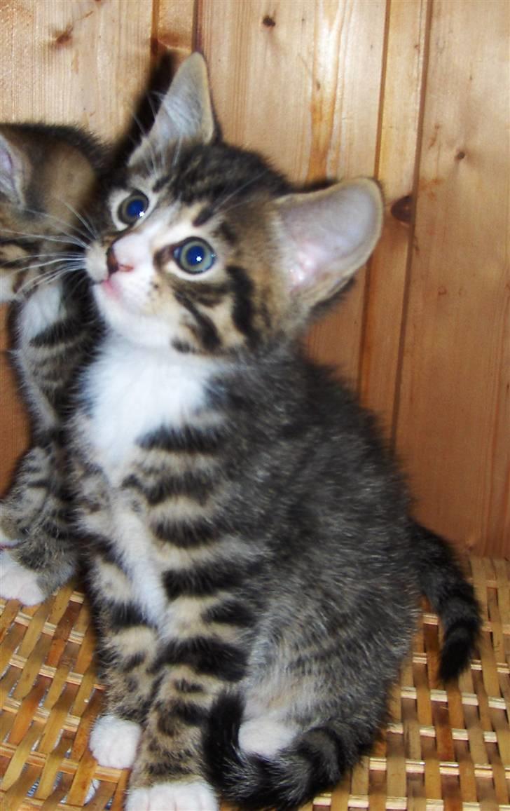 Blanding af racer Gigi's Killinger - Hannen (: billede 6