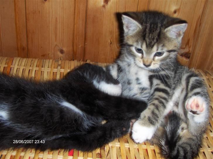 Blanding af racer Gigi's Killinger billede 7