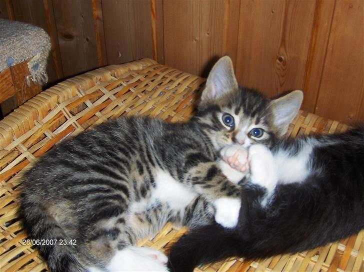 Blanding af racer Gigi's Killinger billede 8