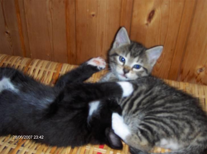 Blanding af racer Gigi's Killinger billede 9