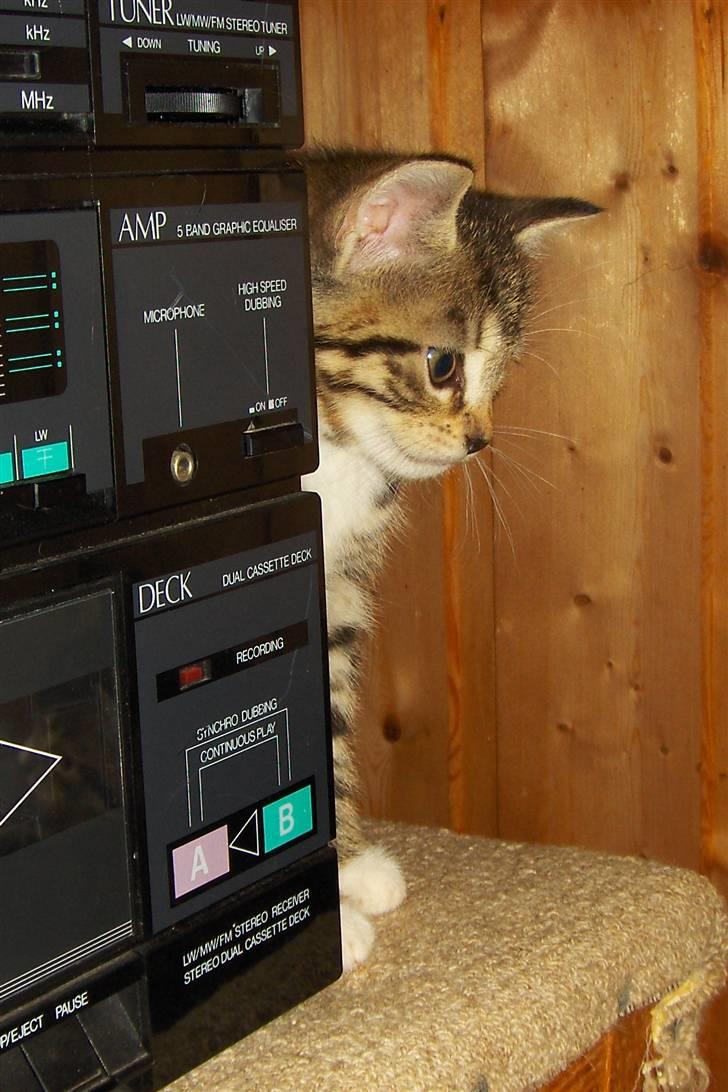 Blanding af racer Gigi's Killinger billede 10