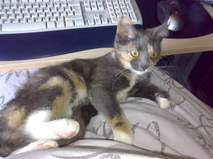 Blanding af racer Smilla billede 9