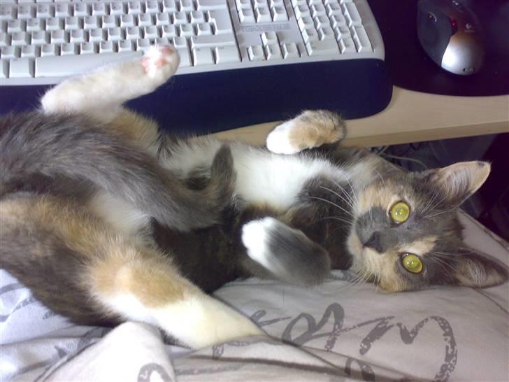 Blanding af racer Smilla billede 10