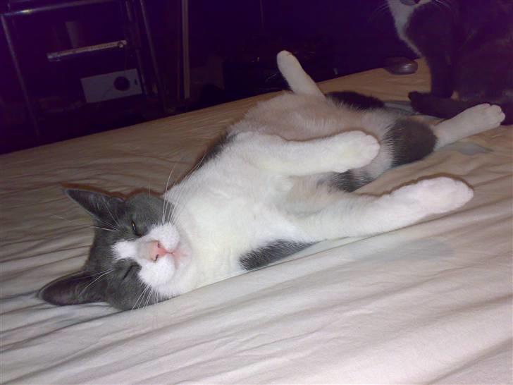 Blanding af racer Smylie.  billede 13