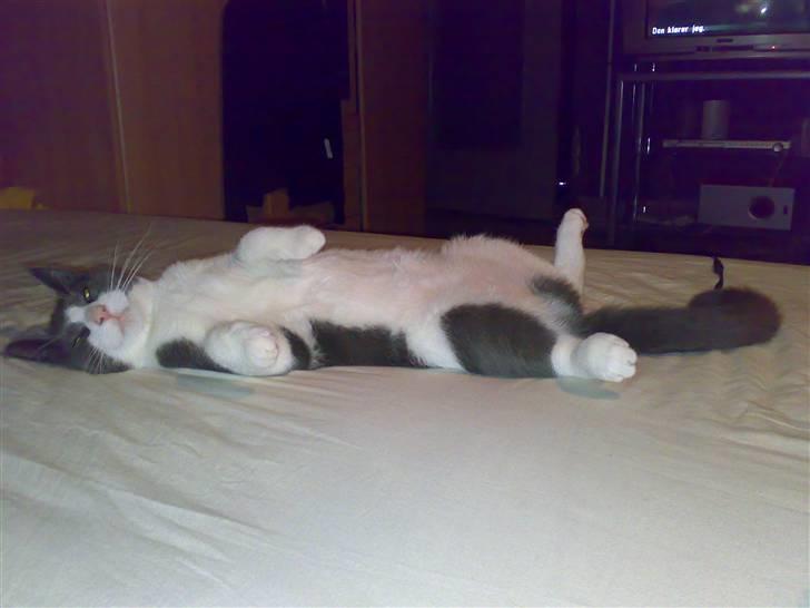 Blanding af racer Smylie.  billede 14