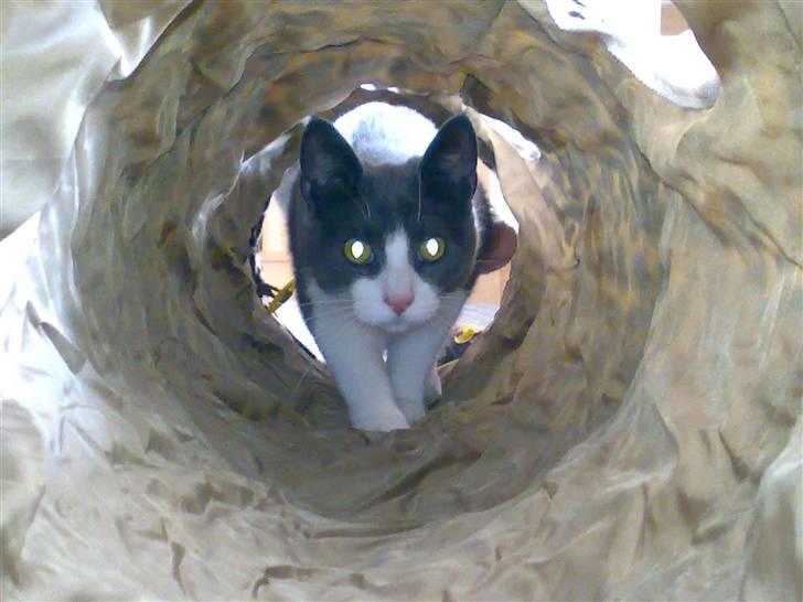 Blanding af racer Smylie.  billede 15