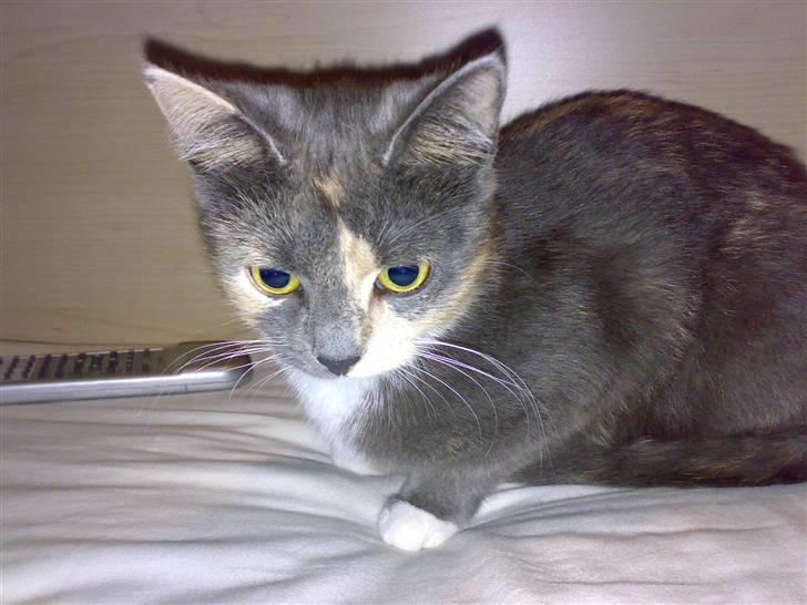 Blanding af racer Smilla billede 11