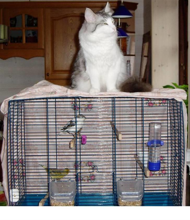 Norsk Skovkat Dolly - jeg passer lige på fuglene imens mor ikke er hjemme ;-) billede 17