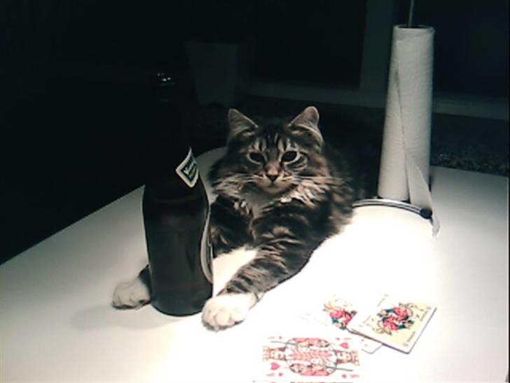 Maine Coon Becca billede 11