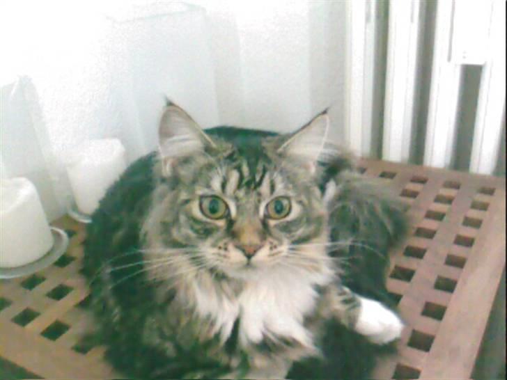 Maine Coon Becca billede 12