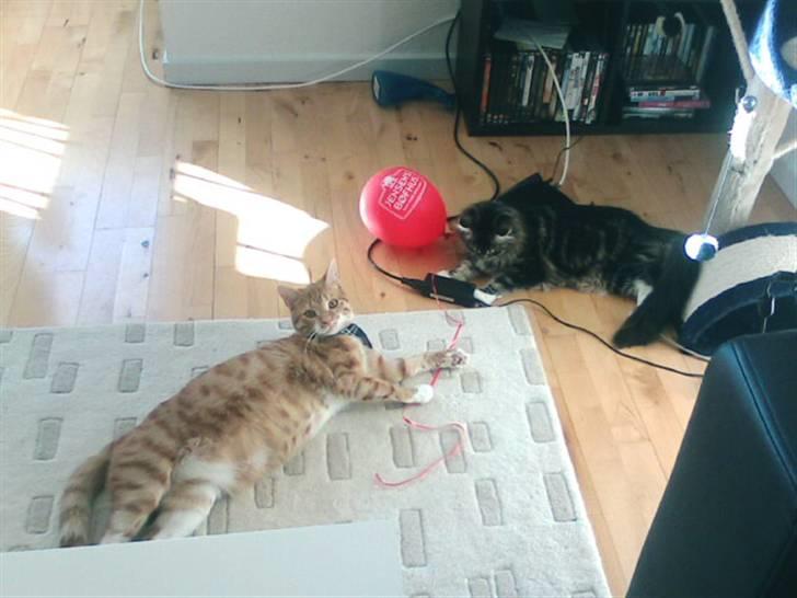 Maine Coon Becca - Jeg elsker at lege med min ven Bølle billede 13