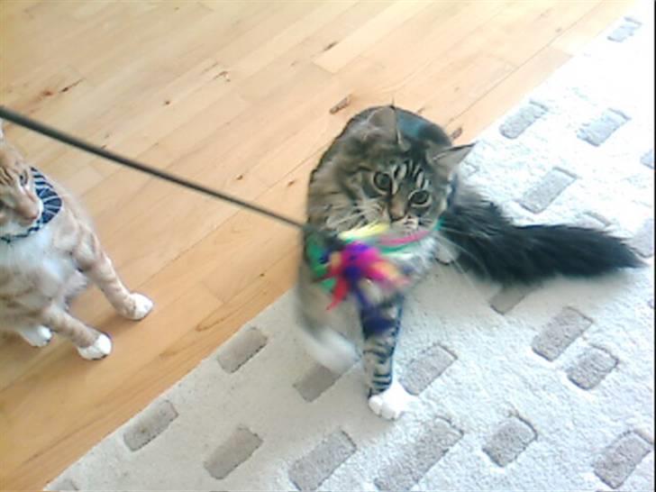 Maine Coon Becca billede 14