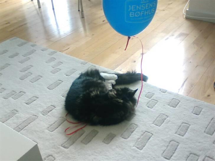 Maine Coon Becca billede 15