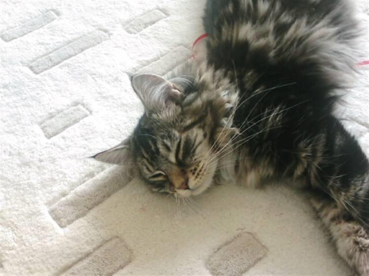 Maine Coon Becca billede 16