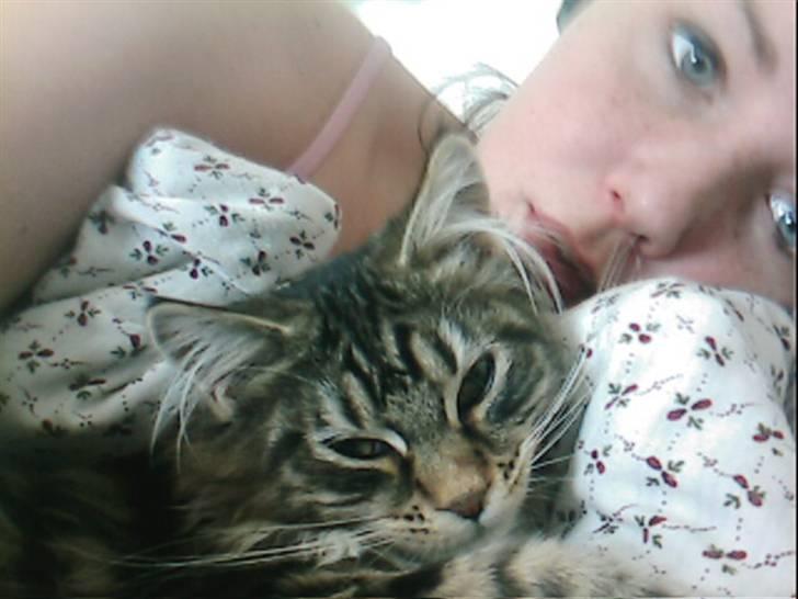 Maine Coon Becca billede 17