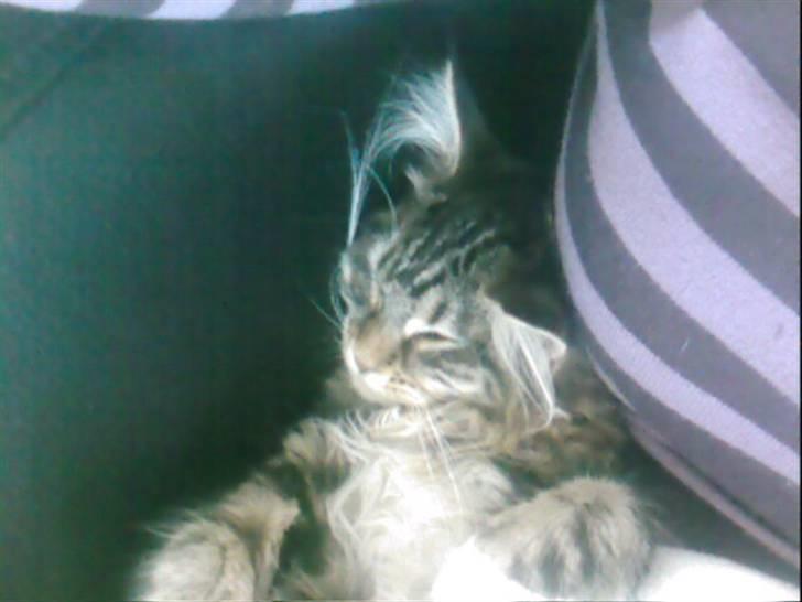 Maine Coon Becca billede 18