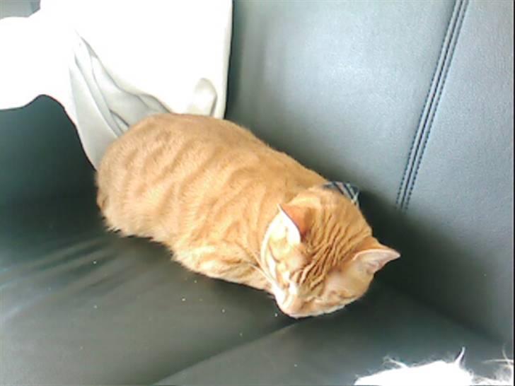 Huskat Bølle - Her sover jeg på min ynglingsplads som jeg har fået lov til at ha eneret til :) billede 20