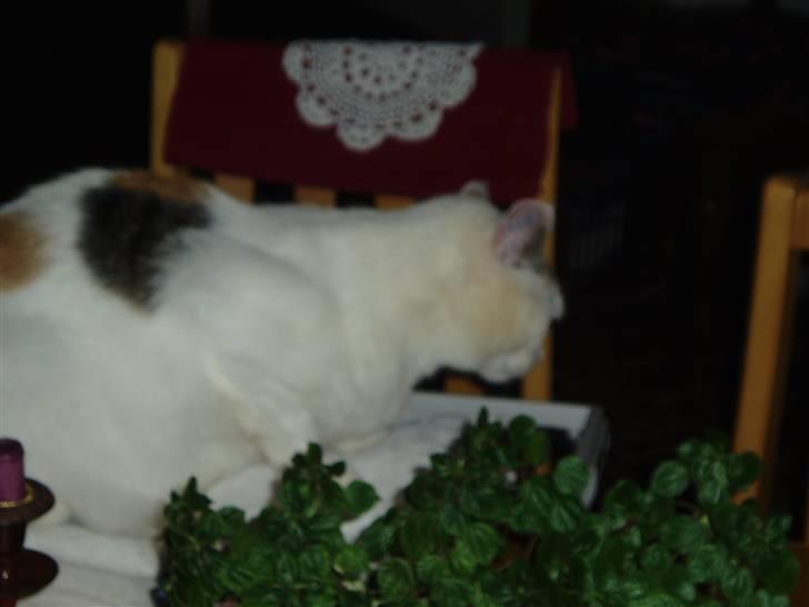 Blanding af racer Hvide mis - Mor`s vasketøj. Lækker lige til at putte i. billede 6