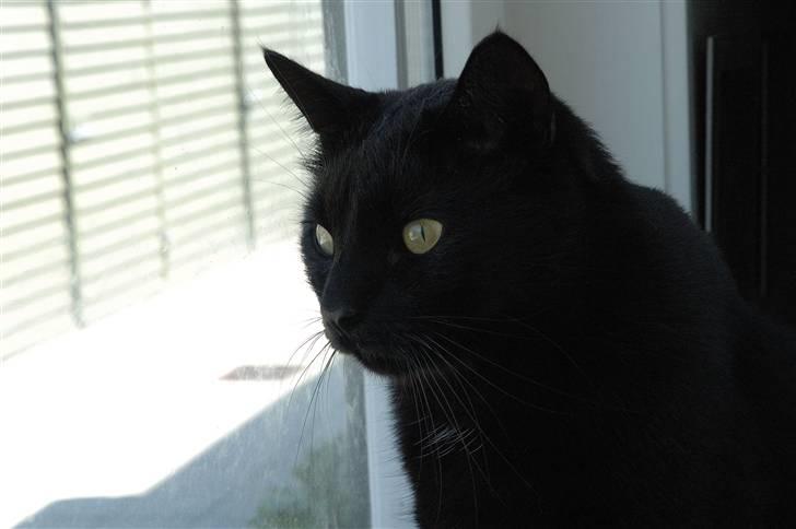 Huskat Bamse R.I.P billede 11