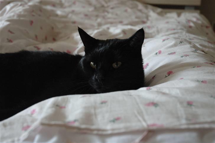 Huskat Bamse R.I.P billede 12