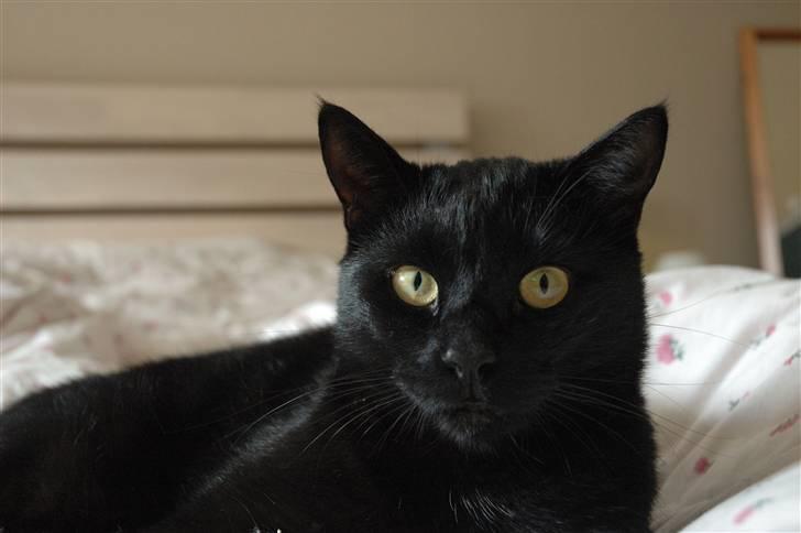 Huskat Bamse R.I.P billede 13